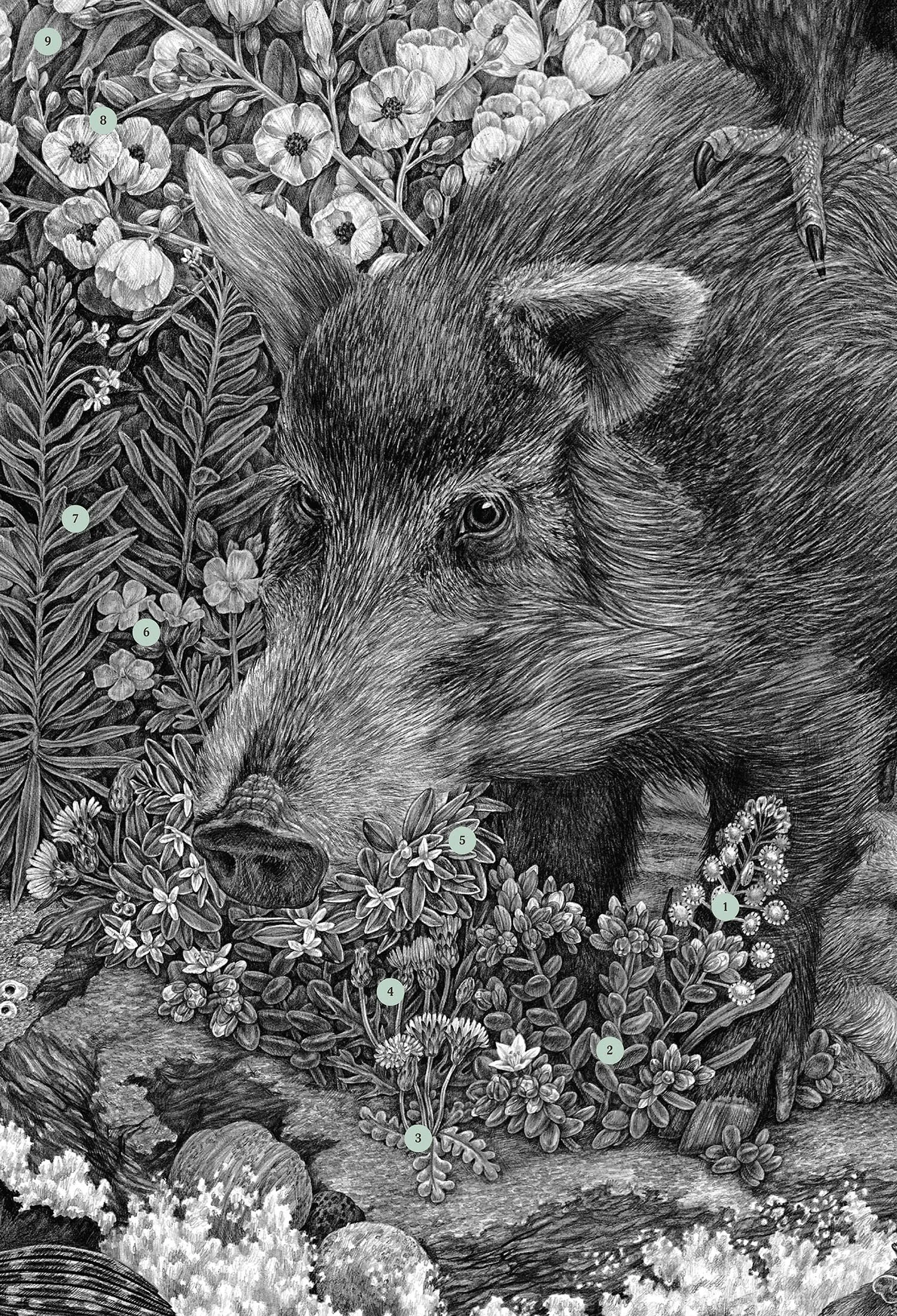 2017 | Limuw Santa Cruz Island — Zoe Keller Nature Art